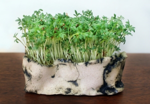 Cress